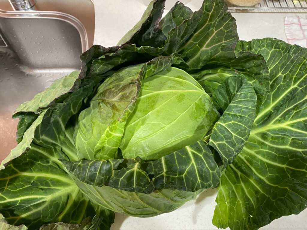 2026年渥美半島「灯台茶屋」プレゼント