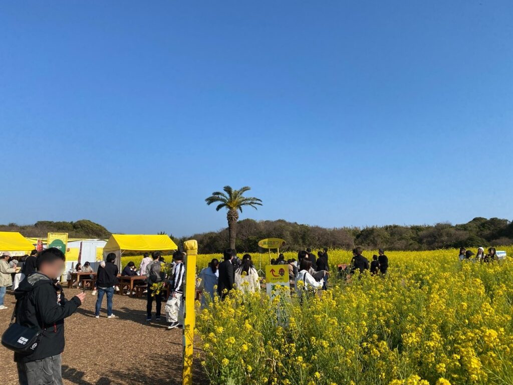 2026年渥美半島「菜の花まつり」