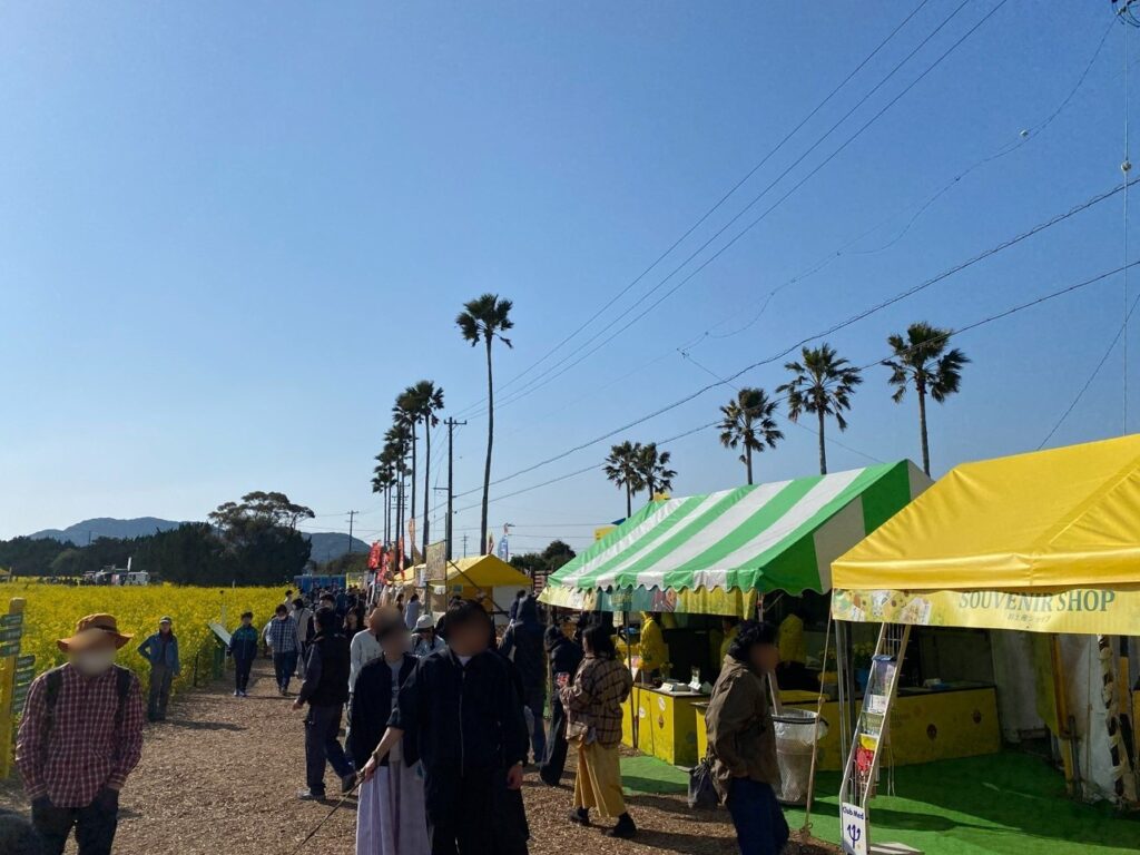2026年渥美半島「菜の花まつり」