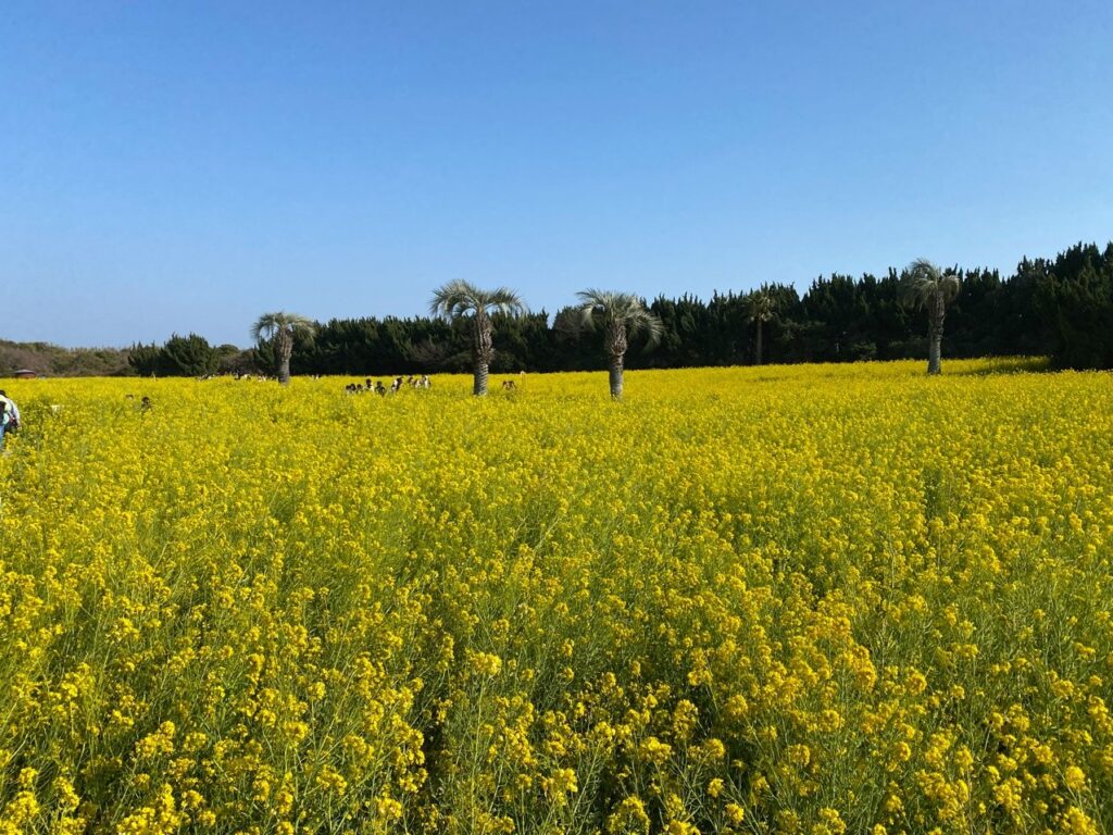 2026年渥美半島「菜の花まつり」