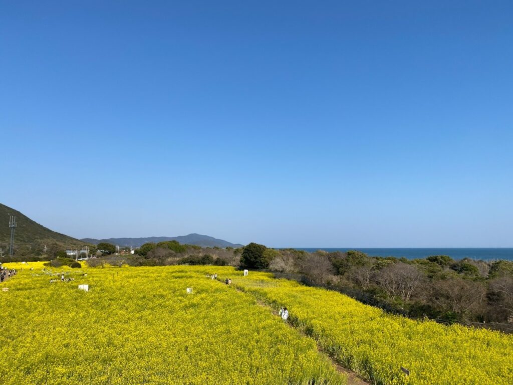 2026年渥美半島「菜の花まつり」